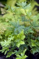 Doryopteris concolor var. 'Kirkii'