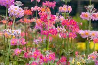 Primula candelabra