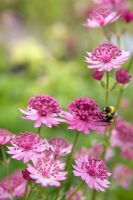 Astrantia major 'Roma'