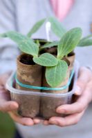 Young Cucurbita pepo - Courgette 'Romanesco' grown in toilet roll tubes, April
