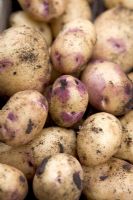 Potato 'Kestrel'