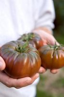 Tomato 'Black Russian'