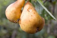 Wasp eating ripe Pear