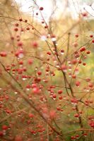 Asparagus with autumn berries and water droplets