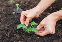 Adding Cabbage rings to protect from cabbage root fly, around Borecole 'Redbor F1'