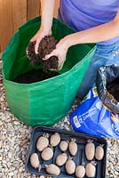 Planting chitted seed potatoes in a sack - Filling with compost