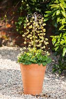 Planting spring container with Salix caprea, Primula veris and Primula 'Gold Lace'