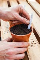 Sowing Cayenne Chilli in greenhouse and covering with plastic sandwich bag to keep warm and moist - Labelling