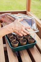 Sowing Lathyrus 'Royal Mixed' in greenhouse and covering with plastic propagator