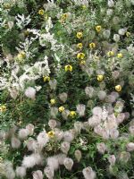 Clematis tangutica seedheads and flowers scrambling through Russian Vine, Fallopia baldschuanica                             