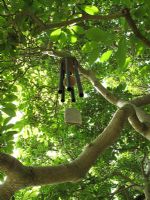 Wind chimes hanging from the sculptural boughs of a Magnolia                      