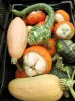 Harvested Squashes 'Turk's Turban' with Swan necked gourd and pink banana squash                             