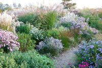 Molinia, Miscanthus Beth Chatto, Rosa Sieger, Aster vivimeus Lovely in mixed Autumn border 
