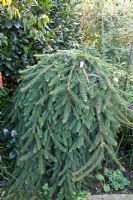 Picea abies Inversa