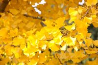 Gingko biloba - maiden hair tree in Autumn 
