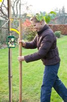 Step by Step - woman planting quince tree - set position of the tree pile 20 cm away from the trunk