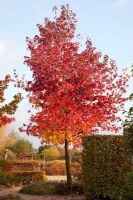 Liquidambar styraciflua