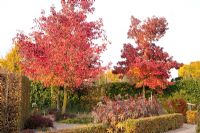 Liquidambar styraciflua - sweet gum trees in Autumn garden 