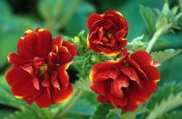 Potentilla 'Monsieur Rouillard'