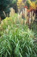 Miscanthus 'Silberfeder' syn. Miscanthus sinensis 'Silver Feather'