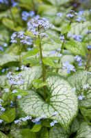 Brunnera macrophylla 'Jack Frost'