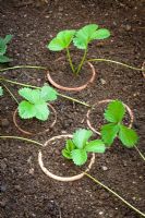 Propagating strawberries by layering into pots sunk in the ground