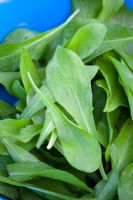 Sweet young chicory leaves in a bowl - Zucchero di Trieste. Baby salad leaf