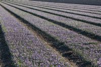 Growing field of Crocus 'Spring Beauty' in Holland