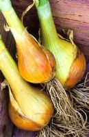 Onions 'Autumn Gold Improved' in a trug