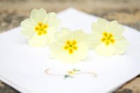 Primula - Primroses on handkerchief