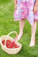 Girl with basket full of freshly harvested red currants on lawn