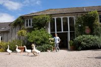 Shooing geese out of the school at Ballymaloe Cookery School