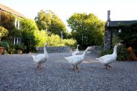 Geese on gravel courtyard - Ballymaloe Cookery School