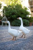 Geese on gravel courtyard - Ballymaloe Cookery School