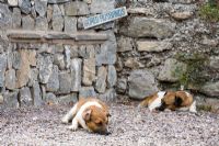 Bored husbands sign and dogs at Ballymaloe Cookery school