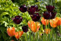 Tulipa 'Queen of Night' with Tulipa 'Annie Schilder'