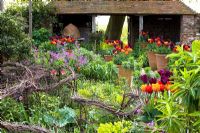 Spring in the Oast garden at Perch Hill with Tulipa 'Havran', 'Prinses Irene' and 'Coleur Cardinal' growing in pots. Woven birch used for staking