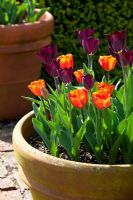 Tulipa 'Havran' and Tulipa 'Annie Schilder' growing in a terracotta pot at Perch Hill