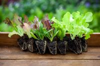 Lettuce plug plants