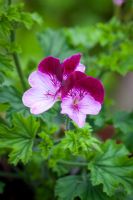 Pelargonium 'Tip Top Duet'