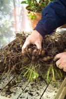 Overwintering tender Dahlias - placing them upside down in a tray to dry off