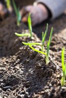 Planting out Garlic - planting on ridges 
