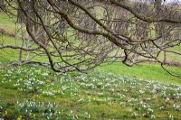 Galanthus - Snowdrops and Eranthis - Aconites under the 200 year old Walnut tree at Hanham Court
