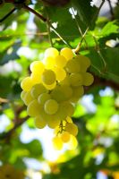 Vitis vinifera 'Muscat of Alexandria' - Grapes growing in the glasshouse at Chatsworth