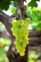 Vitis vinifera 'Muscat of Alexandria' - Grapes growing in the glasshouse at Chatsworth