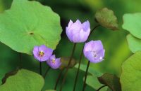 Jeffersonia dubia