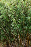 Fargesia robusta 'Wolong' - Bamboo 