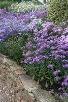 Asters in raised border, Aster 'Violet Queen' in the foreground - The Picton Garden, Colwall, Worcestershire