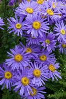 Aster 'Grunder' - The Picton Garden, Colwall, Worcestershire