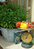 Large container of mint and old scales with peppers and tomatoes on kitchen worktop - Alitex Ltd/RHS Chelsea Flower Show 2011